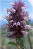 Giant Hyssop, Agastache urticifolia