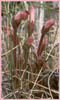 Orobanche fasciculata, Clustered Broomrape