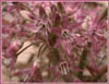 Sierra Onion, Allium campanulatum