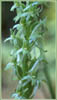 Sierra Crane Orchid, Habenaria dilatata ssp leucostachys