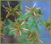 Hypericum perforatum, Klamath Weed