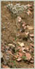 Anaphalis margaritacea, Pearly Everlasting