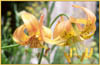 Lilium pardalinum ssp wigginsii, Wiggins Lily