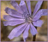 Cichorium intybus, Chicory