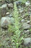 Frasera speciosa, Green Gentian