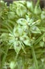 Green Gentian, Frasera speciosa