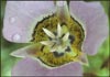 Gunnisons Mariposa Lily, Calochortus gunnisonii