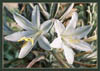 Desert Lily, Hesperocallis undulata