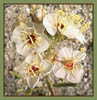 Camissonia clavaeformis, Brown Eyed Evening Primrose
