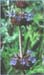 Chia, Salvia columbariae