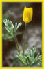 California Poppy, Eschscholzia californica sp