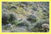 Eschscholzia californica sp, California Poppy