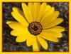 Helianthus annuus, Common Sunflower