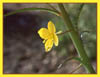 Camissonia californica, Mustard Evening Primrose