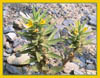 Mohavea breviflora, Death Valley Mohavea