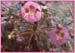 Eremalche rotundifolia, Desert Fivespot