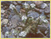 Cryptantha sp, Forget Me Not