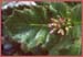 Gilia latifolia, Broadleaf Gilia