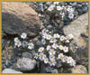 Monoptilon bellioides, Mojave Desert Star