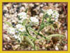 Cryptantha angustifolia, Narrowleaved Popcorn Flower