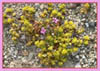 Gilmania luteola, Death Valley Gilmania