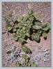 Calthaleaf Phacelia, Phacelia calthifolia