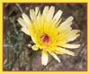 Malacothrix glabrata, Desert Dandelion