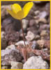 Eschscholzia glyptosperma, Desert Goldpoppy