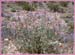 Sphaeralcea ambigua, Desert Mallow