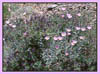 Desert Aster, Xylorbiza tortifolia