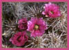 Echinocereus engelmannii, Hedgehog Cactus
