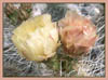 Opuntia echinocarpa, Strawtop Cholla