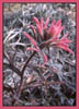 Castilleja linariaefolia, Wyoming Paintbrush