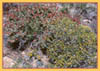 Salvia pachyphylla, Rose Sage