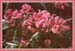 Salvia pachyphylla, Rose Sage