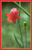 Fritillaria recurva, Scarlet Fritillary