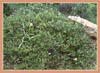 Manzanita, Arctostaphylos sp