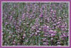 Purple Chinese Houses, Collinsia heterophylla