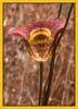 Calochortus vestae, Coast Range Mariposa Lily