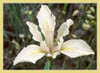 Fernalds Iris, Iris fernaldii