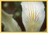 Fernalds Iris, Iris fernaldii