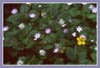 Trientalis latifolia, Western Starflower