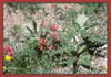 Thistle, Cirsium sp