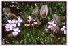 Trifolium dasphyllum, Alpine Clover