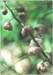 Bog Wintergreen, Pyrola rotundifolia asarifolia