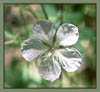 Geranium richardsonii, White Geranium