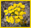 Sierra Wallflower, Erysimum perenne