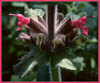 Hummingbird Sage, Salvia spathacea