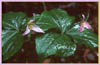 Western Trillium, Trillium ovatum