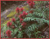 Pedicularis densiflora, Indian Warrior